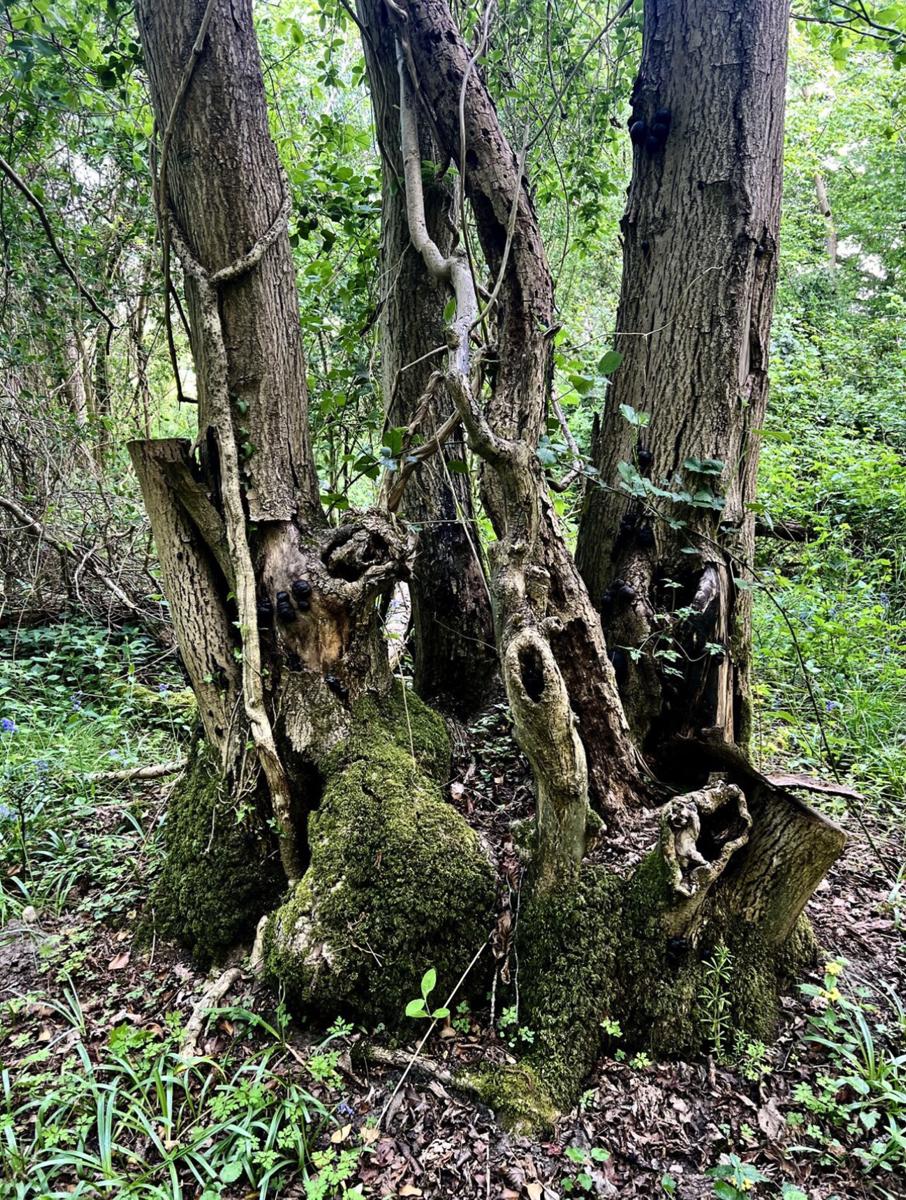 Stacks Image 764