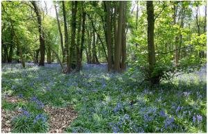 production bureau ancient woodland sustainability renewal initiative