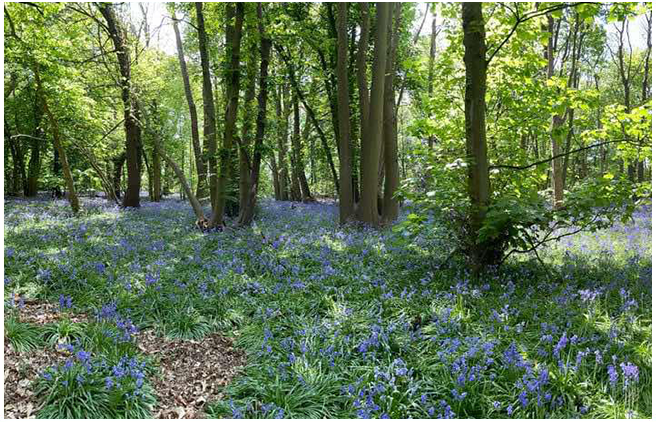 You are currently viewing Woodland Acres