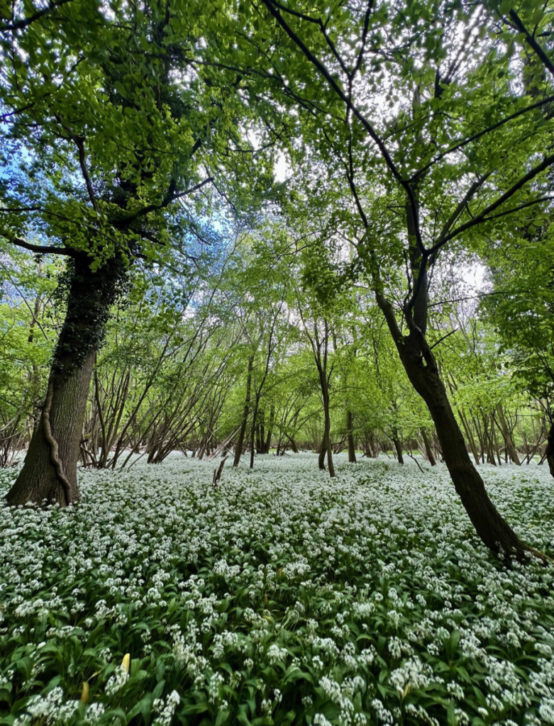 ancient woodland owned by production bureau to preserve britains forest