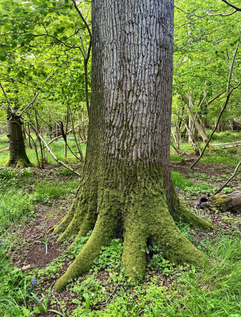 ancient woodland owned by production bureau to preserve britains forest