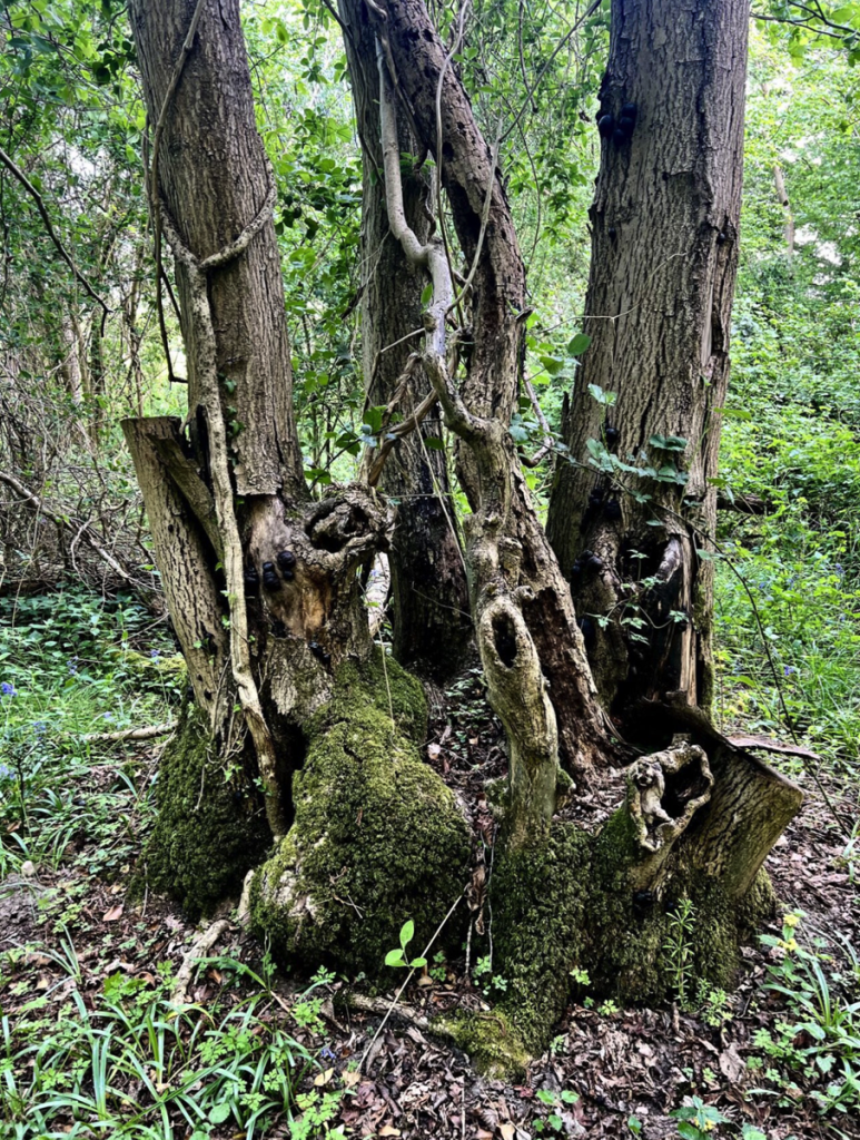 ancient woodland owned by production bureau to preserve britains forest