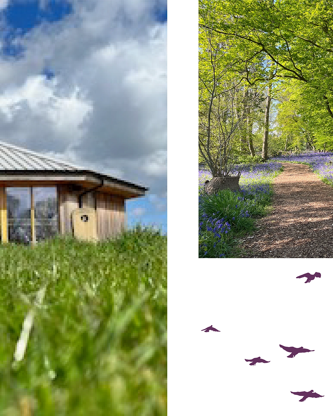 Norfolk Bluebell Wood Burial Park Case Study Production bureau Pb Studio